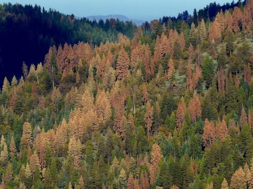 Forests